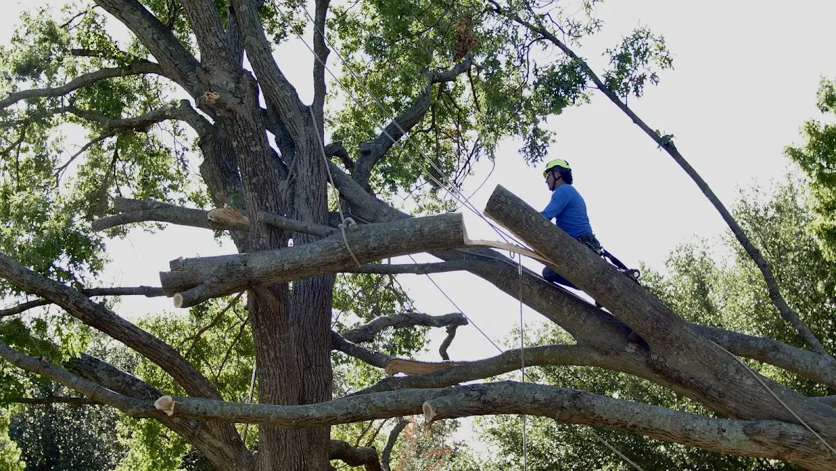 Professional Hazardous Tree Removal performed by certified arborists in Belgium